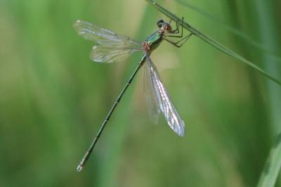 Chalcolestes viridis