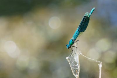 Calopteryx splendens