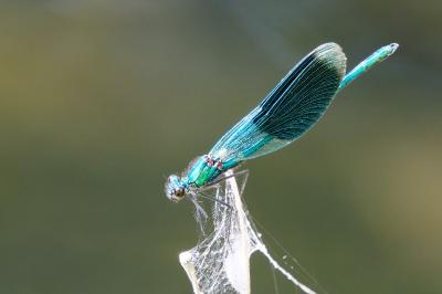 Calopteryx splendens