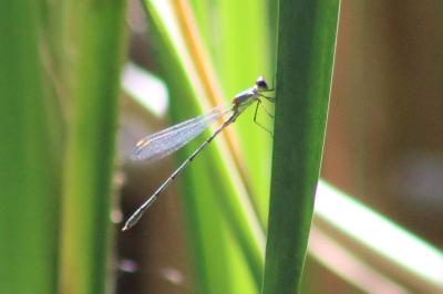 Chalcolestes viridis
