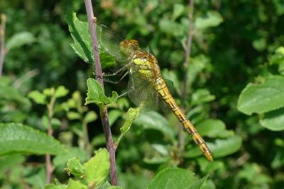 Sympetrum striolatum