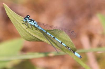 Coenagrionidae