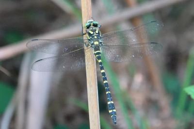 Cordulegastridae