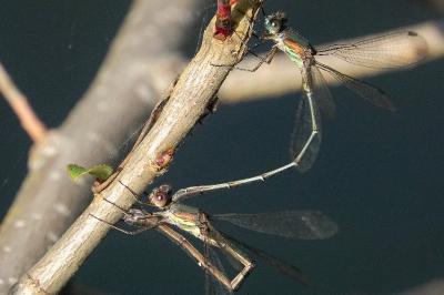 Chalcolestes viridis