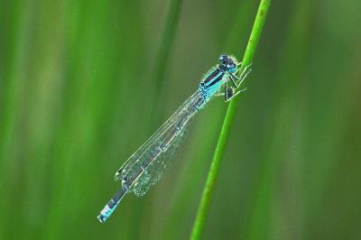 Ischnura pumilio