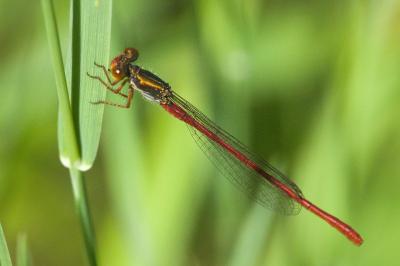 Ceriagrion tenellum