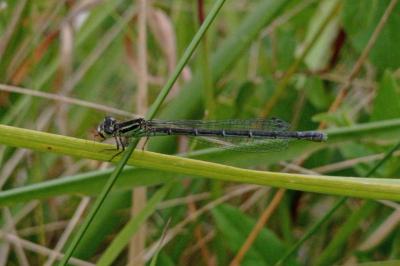 Coenagrion mercuriale
