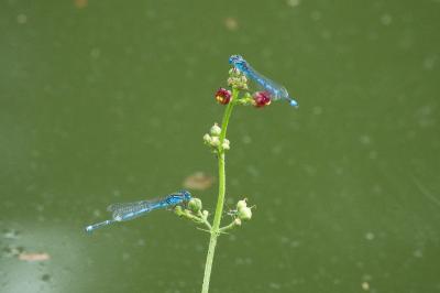 Erythromma lindenii
