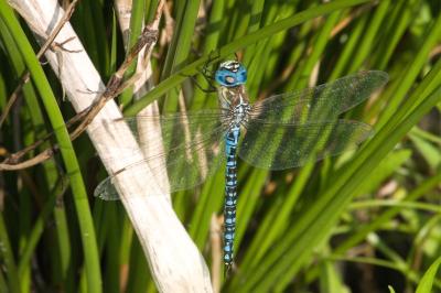 Aeshna affinis