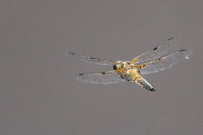 Libellula quadrimaculata