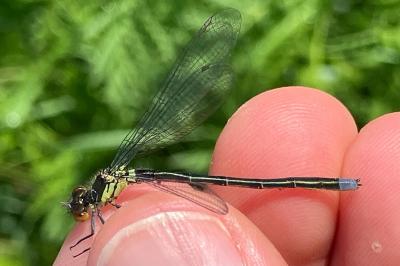 Erythromma najas