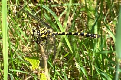 Onychogomphus forcipatus