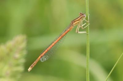 Platycnemis acutipennis