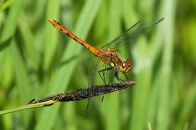 Sympetrum sanguineum