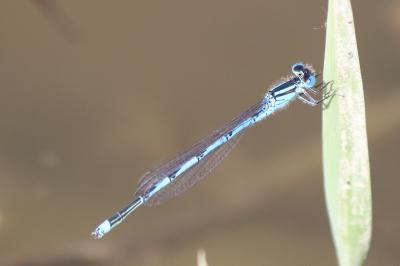 Erythromma lindenii