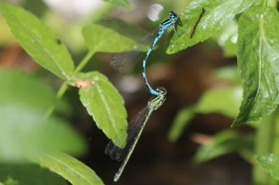Coenagrion mercuriale