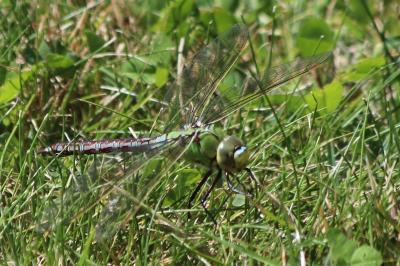 Anax empereur 