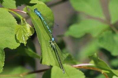 Agrion jouvencelle