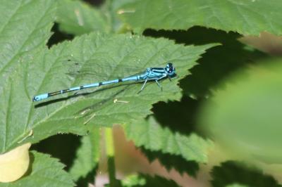 Agrion jouvencelle