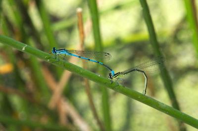 Agrion jouvencelle
