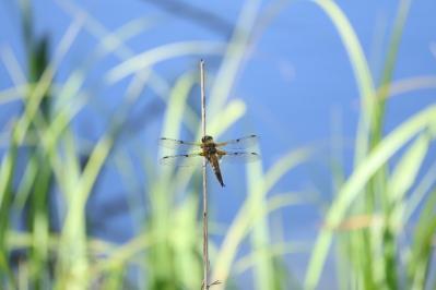 Libellule quadrimaculée 
