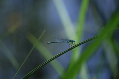 Agrion jouvencelle