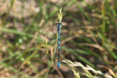 Agrion mignon 
