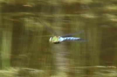 Anax empereur 