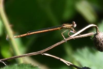Agrion orangé