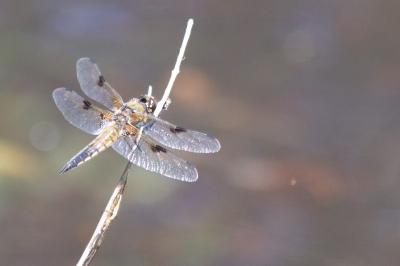 Libellule quadrimaculée 