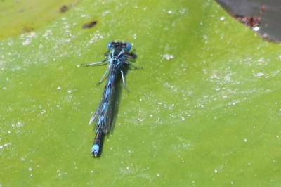 Agrion de Vander Linden