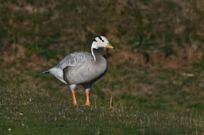 Anser indicus