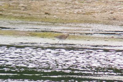 Limosa limosa