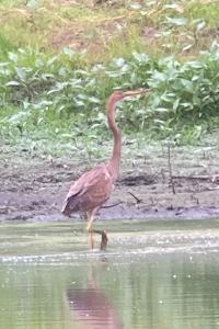 Ardea purpurea