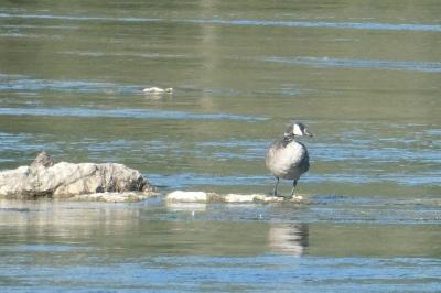 Branta canadensis