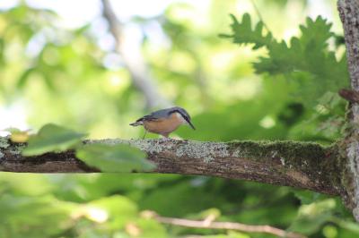 Sitta europaea