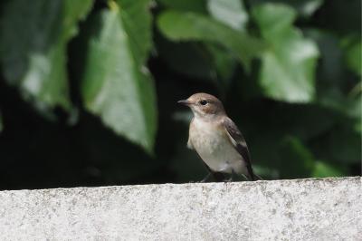 Ficedula hypoleuca