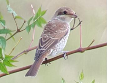 Lanius collurio