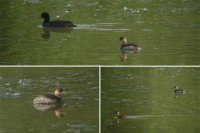 Podiceps nigricollis