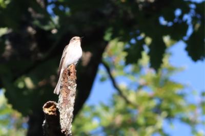 Muscicapa striata