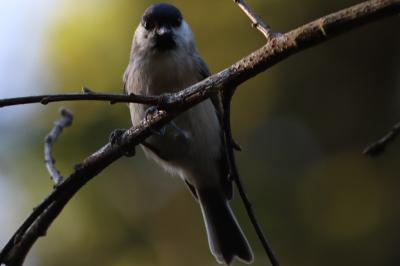 Poecile palustris