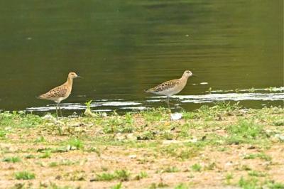 Calidris pugnax