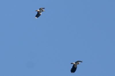 Vanellus vanellus