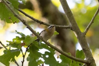 Regulus ignicapilla