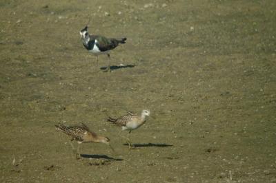 Calidris pugnax