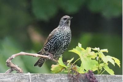 Sturnus vulgaris