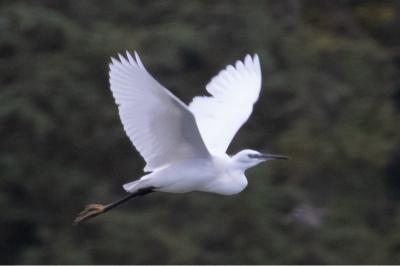 Egretta garzetta