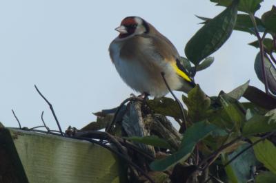 Carduelis carduelis