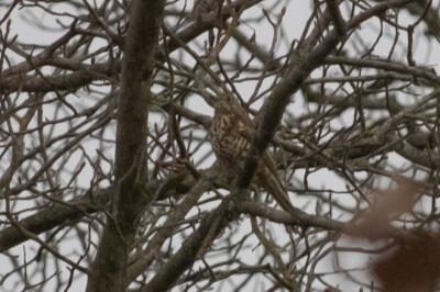 Turdus viscivorus