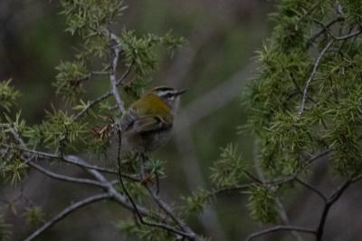 Regulus ignicapilla